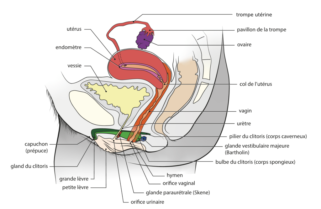 schéma de l'appareil génital féminin pour comprendre comment pratiquer le flux instinctif libre grâce à la position des organes