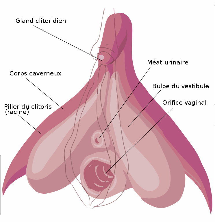 schéma anatomique du clitoris. On y voit l'organe dans sa globalité et intégré dans l'appareil urogénital féminin. Il a été décrit en détails en 1998. Le savais-tu ?